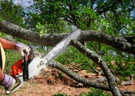 Best Lot and Land Clearing  in Necedah, WI