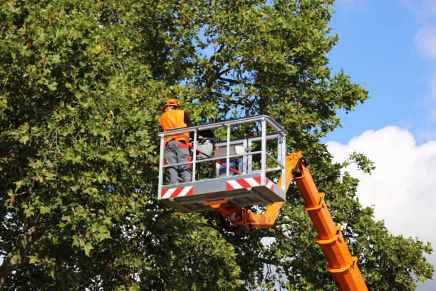 Best Seasonal Cleanup (Spring/Fall)  in Necedah, WI