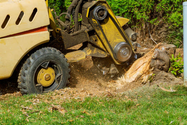 Best Hazardous Tree Removal  in Necedah, WI