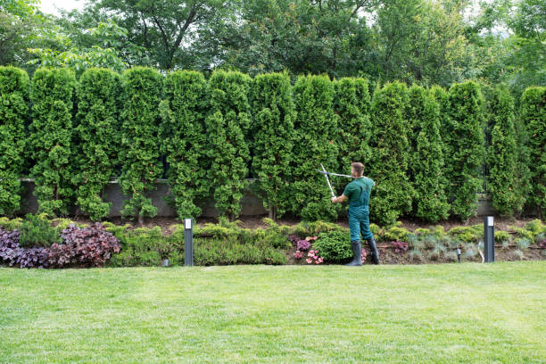 Best Storm Damage Tree Cleanup  in Necedah, WI