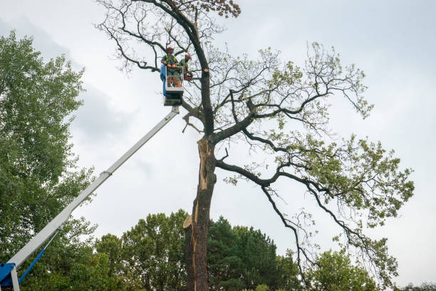 How Our Tree Care Process Works  in  Necedah, WI