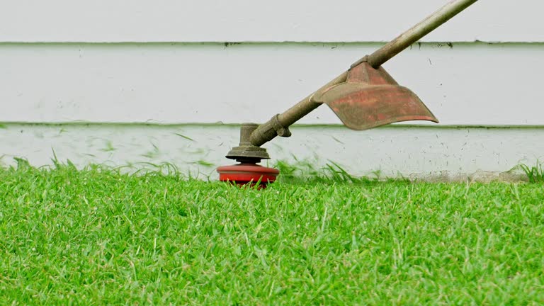 Best Tree Removal  in Necedah, WI