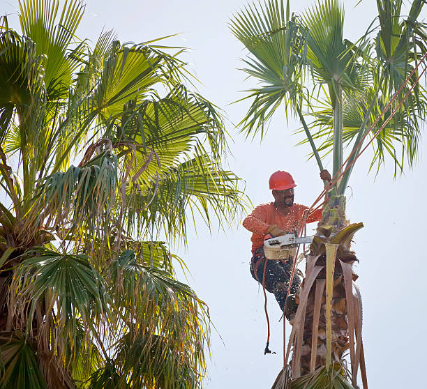 Best Root Management and Removal  in Necedah, WI