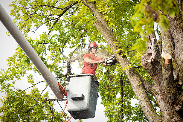Best Tree Risk Assessment  in Necedah, WI