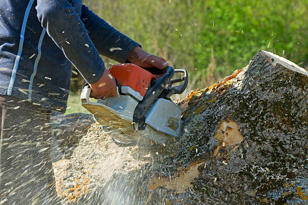 Best Fruit Tree Pruning  in Necedah, WI