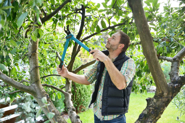 Best Tree Health Inspection  in Necedah, WI
